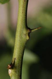              First year twig (Riverside, CA)       