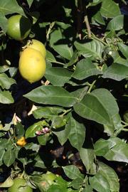              Sun leaves (Riverside, CA)       