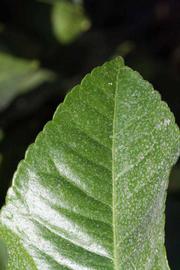              Margin (Riverside, CA)       