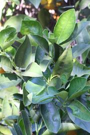            Shade leaves (Riverside, CA)   