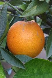              Fruit (Riverside, CA)       