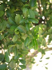            Shade leaves (Winter Haven, FL)   