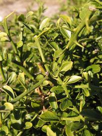            Sun leaves (Winter Haven, FL)   