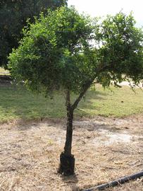              Habit (Winter Haven, FL)       