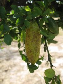              Fruit (Winter Haven, FL)       