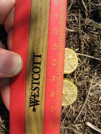              Fruit cross-section (Winter Haven, FL)       