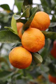              Fruit (Australian Red, Riverside, CA)   