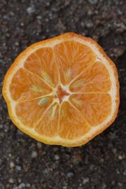              Fruit cross-section (Australian Red, Riverside,   CA)   