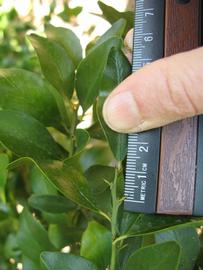              Unifoliolate leaf (Winter Haven, FL)       