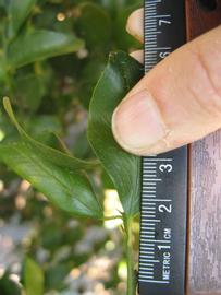             Unifoliolate leaf (Winter Haven, FL)       