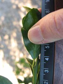              Unifoliolate leaf (Winter Haven, FL)       
