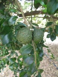              Fruit (Winter Haven, FL)       