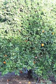              Habit (Riverside, CA)       