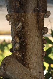              Bark (Riverside, CA)       