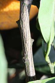              Second - third year twig (Riverside,   CA)       