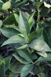              Shade leaves (Riverside, CA)       