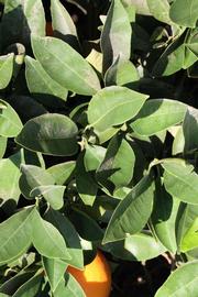              Sun leaves (Riverside, CA)       