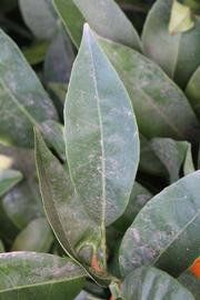             Unifoliolate leaf (Riverside, CA)       