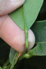              Petiole (Riverside, CA)       