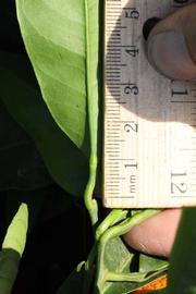              Petiole (Riverside, CA)       