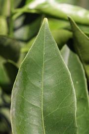              Margin (Riverside, CA)       