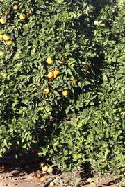            Habit (Riverside, CA)   