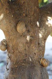              Bark (Riverside, CA)       