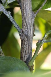              Second - third year twig (Riverside, CA)       