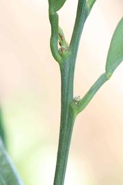              First year twig (Riverside, CA)       