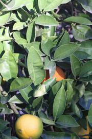            Sun leaves (Riverside, CA)   