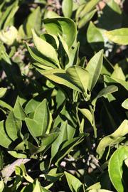            Sun leaves (Riverside, CA)   