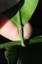              Petiole (Riverside, CA)       