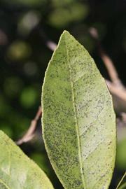              Margin (Riverside, CA)       