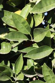            Sun leaves (Riverside, CA)   