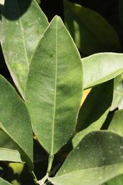              Unifoliolate leaf (Riverside, CA)       