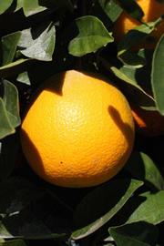              Fruit (Riverside, CA)       