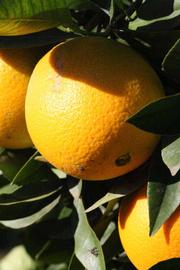              Fruit (Riverside, CA)       