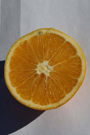              Fruit cross-section (Riverside, CA)       