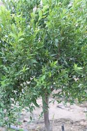              Habit (Avana Apireno, Riverside, CA)   