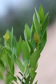               Sun leaves (Avana Apireno, Riverside,   CA)   