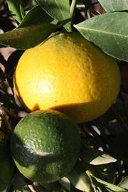              Fruit (Riverside, CA)       