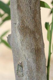              Bark (Riverside, CA)       