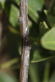              Second - third year twig (Riverside, CA)       