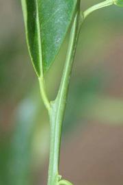              First year twig (Riverside, CA)       