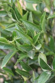              Sun leaves (Riverside, CA)       