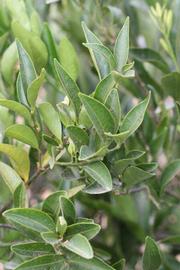              Sun leaves (Riverside, CA)       