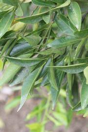              Sun leaves (Riverside, CA)       