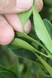              Petiole (Riverside, CA)       