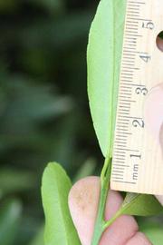              Petiole (Riverside, CA)       