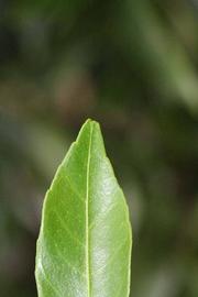              Margin (Riverside, CA)       